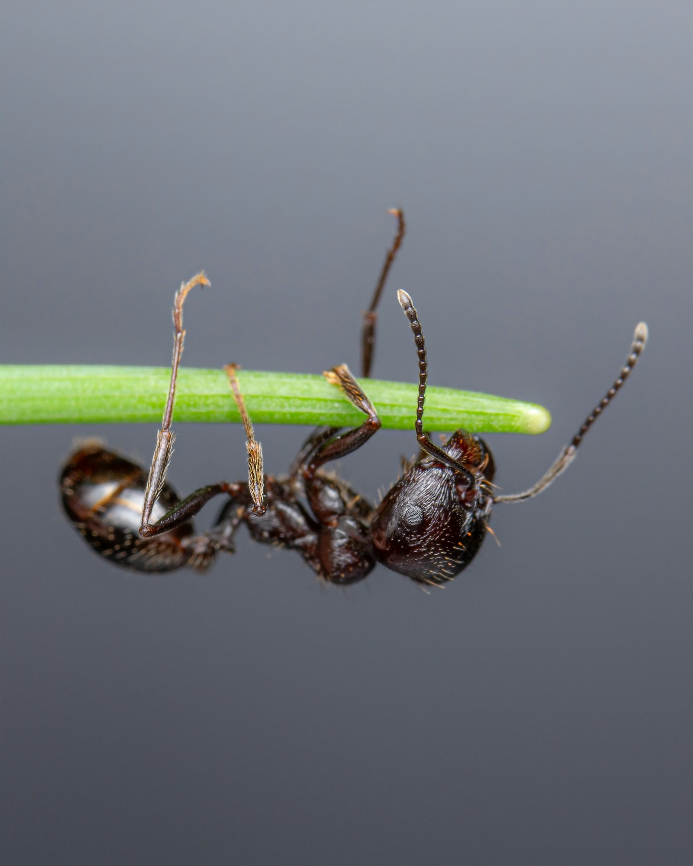 A close-up view of an ant on a plant stem