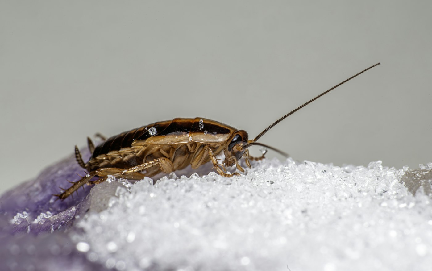 A cockroach on a light indoor surface